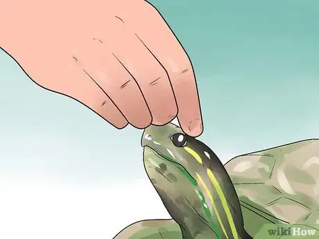 Imagen titulada Pet a Turtle Step 3