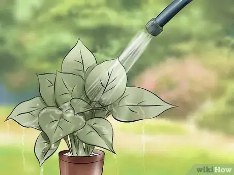 Imagen titulada Get Rid of Spider Mites Step 7
