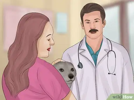 Imagen titulada Stop a Dog from Bleeding Step 10