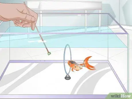 Imagen titulada Play With a Goldfish Step 3
