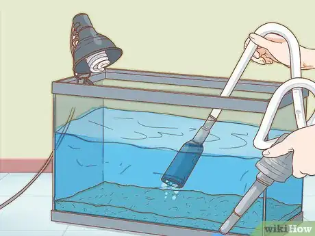 Imagen titulada Care for Triops Step 5