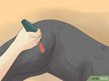 Imagen titulada Relieve Hip Pain in Dogs Step 16