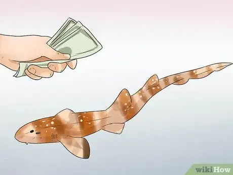 Imagen titulada Keep a Bamboo Shark Step 7
