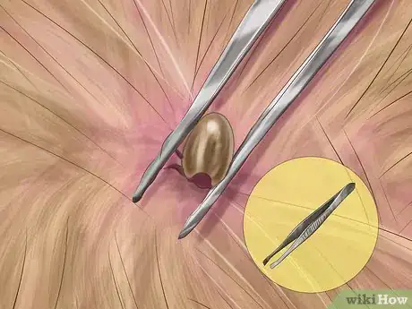 Imagen titulada Kill Fleas and Ticks on Cats Step 9