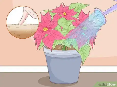 Imagen titulada Prune a Poinsettia Step 6