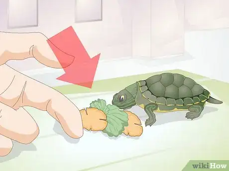 Imagen titulada Feed a Baby Turtle Step 1