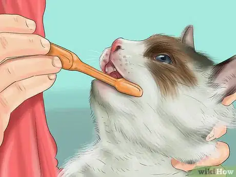 Imagen titulada Care for Ragdoll Cats Step 11