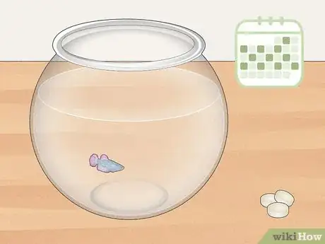 Imagen titulada Clean a Betta Fish Bowl Step 1