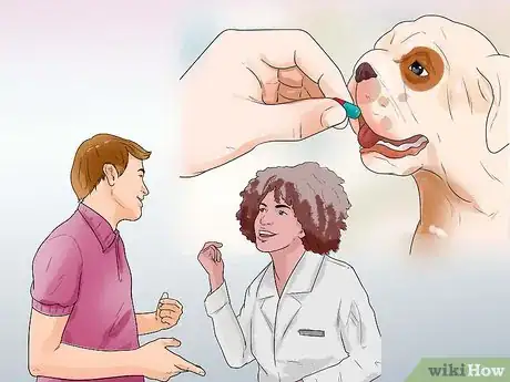 Imagen titulada Treat Neck Pain in Dogs Step 5
