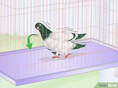 Imagen titulada Spot Signs of Disease in Doves Step 2