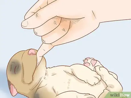 Imagen titulada Revive a Puppy Step 13