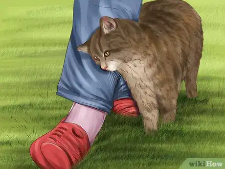 Imagen titulada Approach a Stray Cat Step 3
