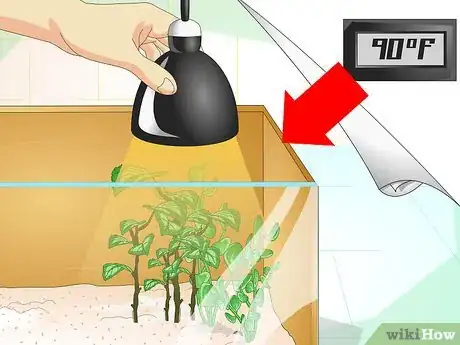 Imagen titulada Create a Green Anole Habitat Step 3