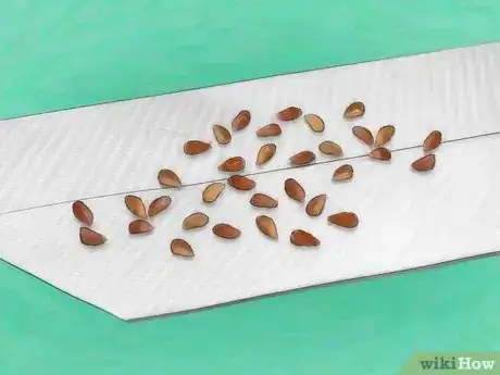 Imagen titulada Grow Roses from Seed Step 6