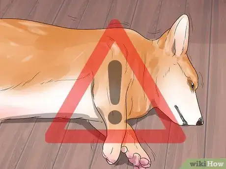 Imagen titulada Treat Neck Pain in Dogs Step 4