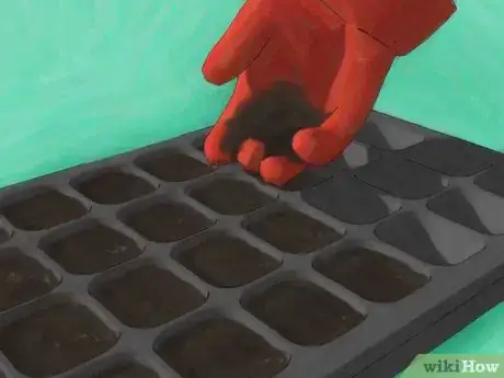 Imagen titulada Grow Roses from Seed Step 9