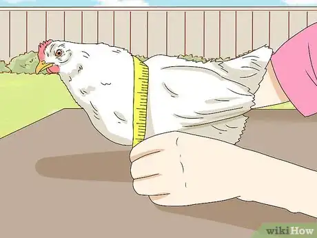 Imagen titulada Make a Chicken Harness Step 1