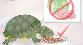 aplicarle medicamento a los ojos de una tortuga