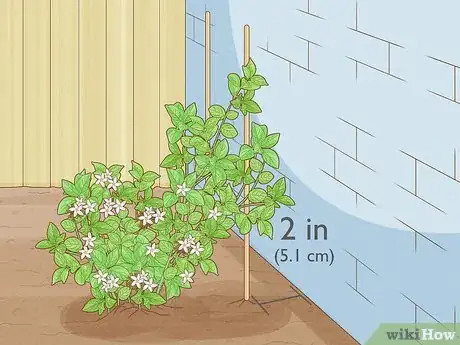 Imagen titulada Prune Jasmine Step 14