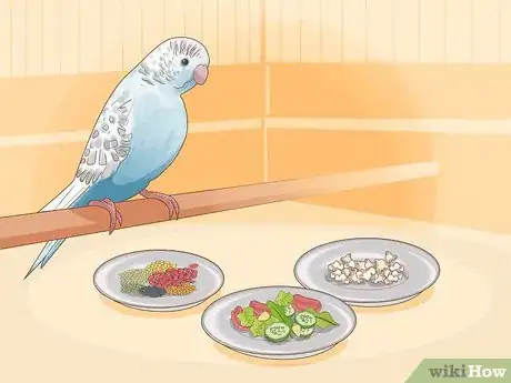 Imagen titulada Feed a Baby Budgie Step 13