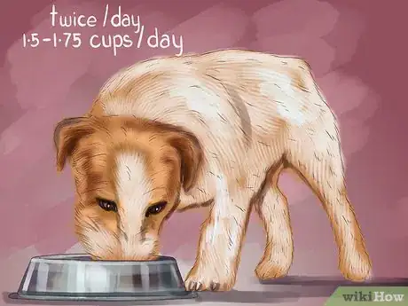 Imagen titulada Care for a Jack Russell Step 1