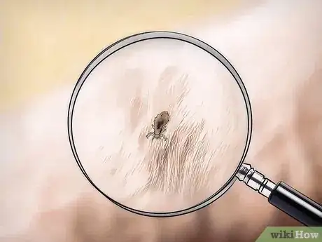 Imagen titulada Get Rid of Dog Lice Step 2