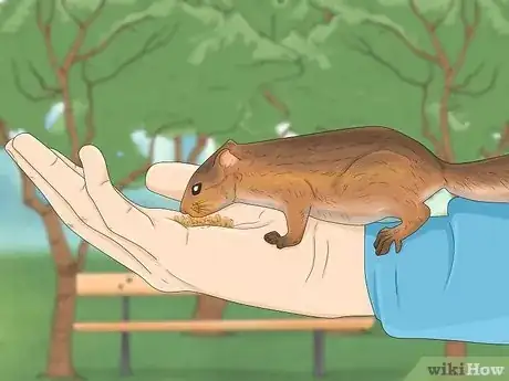 Imagen titulada Keep a Pet Squirrel Step 16