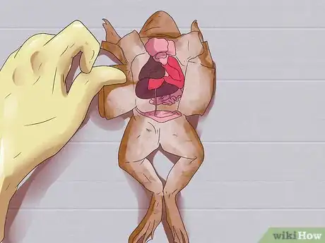 Imagen titulada Dissect a Frog Step 10