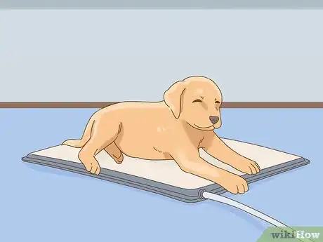 Imagen titulada Care for a Dog With a Broken or Fractured Pelvis Step 16