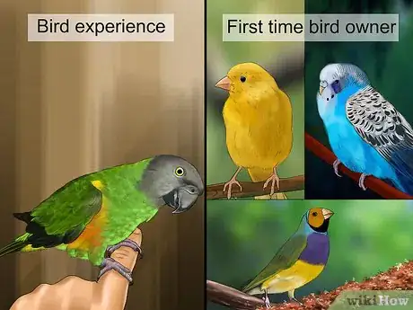 Imagen titulada Know if a Senegal Parrot Is Right for You Step 7