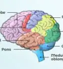 dibujar un cerebro