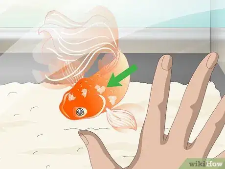 Imagen titulada Know when Your Goldfish Is Dying Step 3