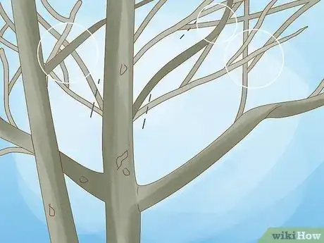 Imagen titulada Prune Walnut Trees Step 5
