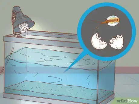 Imagen titulada Care for Triops Step 8