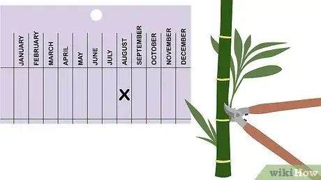 Imagen titulada Prune Bamboo Step 1