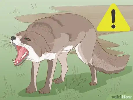 Imagen titulada Catch a Fox Step 12