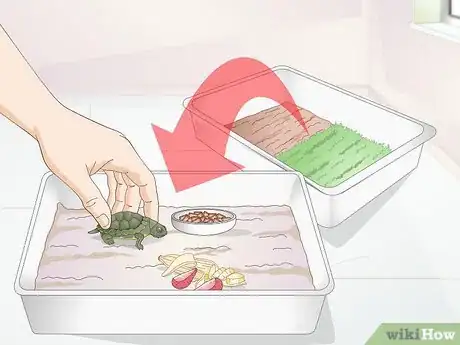 Imagen titulada Feed a Baby Turtle Step 3