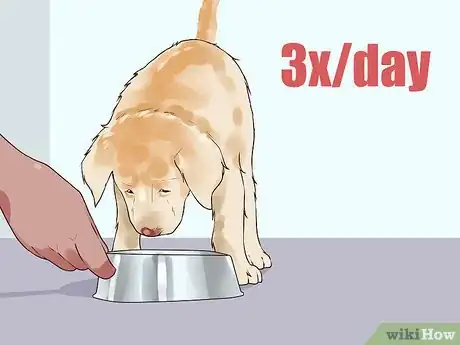 Imagen titulada Handle Hypoglycemia in Young Puppies Step 10