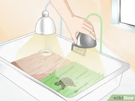 Imagen titulada Feed Your Turtle if It is Refusing to Eat Step 2