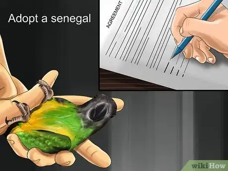 Imagen titulada Know if a Senegal Parrot Is Right for You Step 9