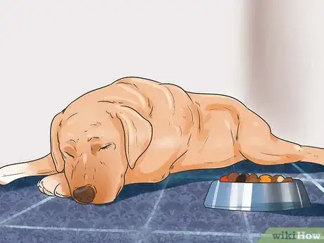 Imagen titulada Recognize Poisoning in Dogs Step 7