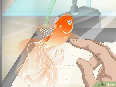 Imagen titulada Know when Your Goldfish Is Dying Step 4