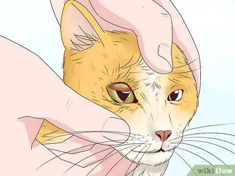 Imagen titulada Diagnose and Treat Blepharitis in Cats Step 1
