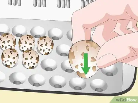 Imagen titulada Breed Quail Step 21