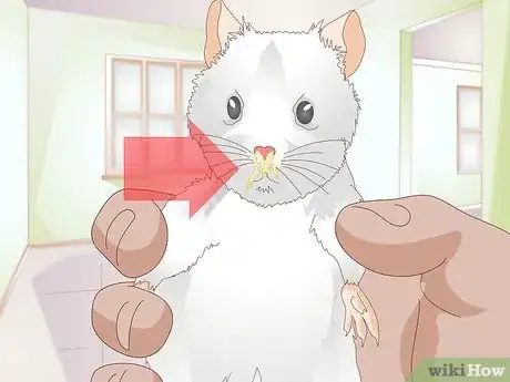 Imagen titulada Know if a Gerbil Is Ill Step 4