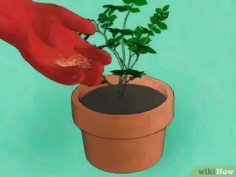 Imagen titulada Grow Roses from Seed Step 14