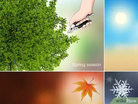 Imagen titulada Trim Evergreen Bushes Step 1