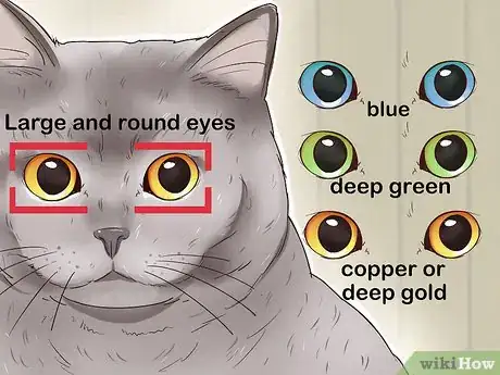 Imagen titulada Identify a British Shorthair Cat Step 5