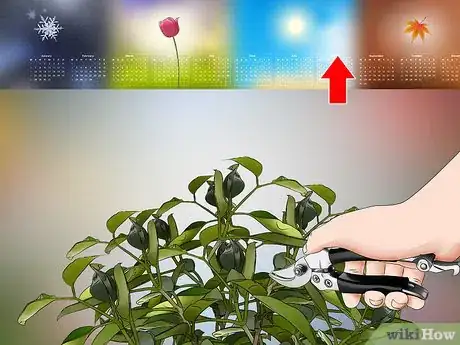 Imagen titulada Grow Jasmine from Cuttings Step 25
