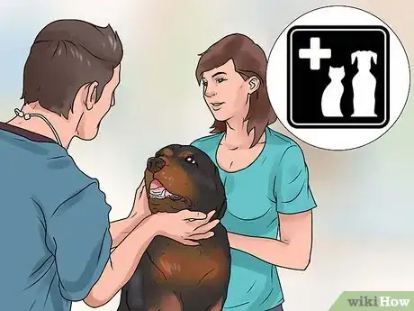 Imagen titulada Identify Mange on Dogs Step 14
